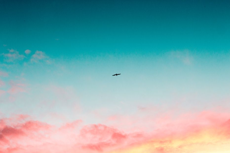 Open sky with a bird in flight