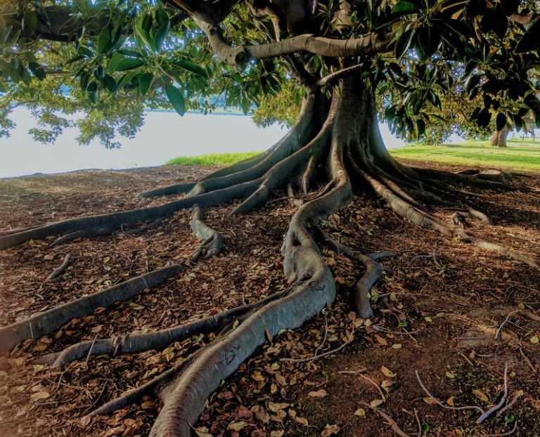 Tree roots representing deep root patterns