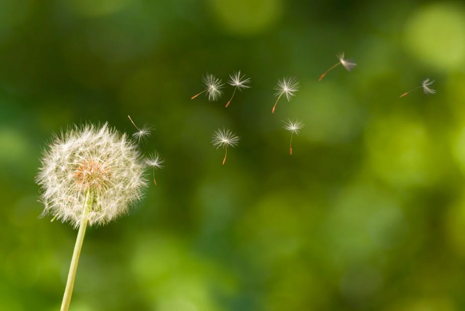 Dandelion seeds releasing into the wind